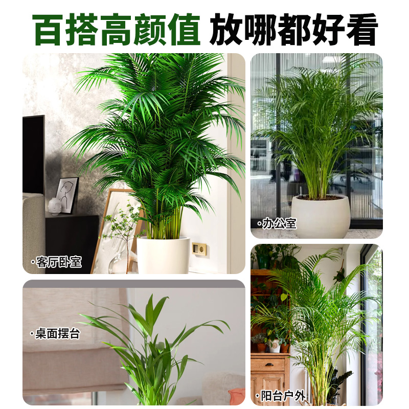 散尾葵植物盆栽客厅绿植凤尾竹大型室内花卉办公室天堂鸟四季常青-图2