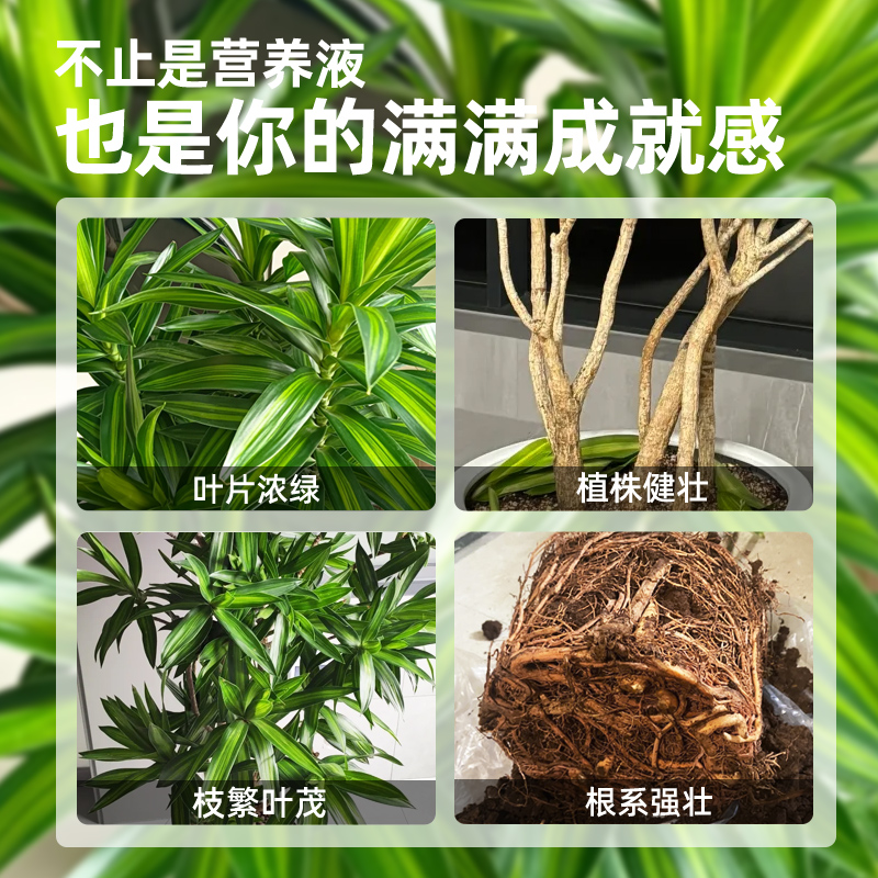 百合竹专用营养液肥料治叶子发黄枯叶养护盆栽绿植通用水溶液体肥 - 图2