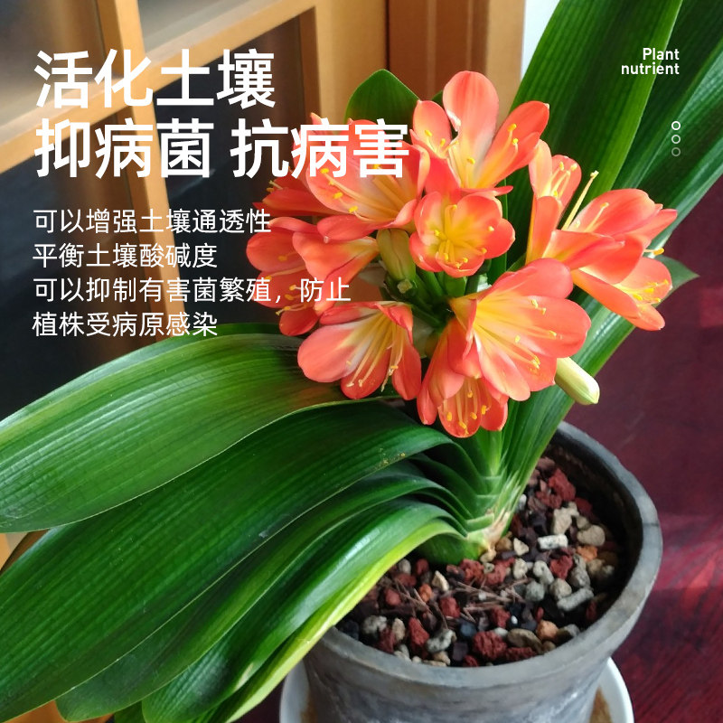 领沃兰灵王营养液蝴蝶兰君子兰兰花专用微生物多箭素爆芽素兰陵王,淘宝优惠券,粉丝福利购,淘宝优惠卷