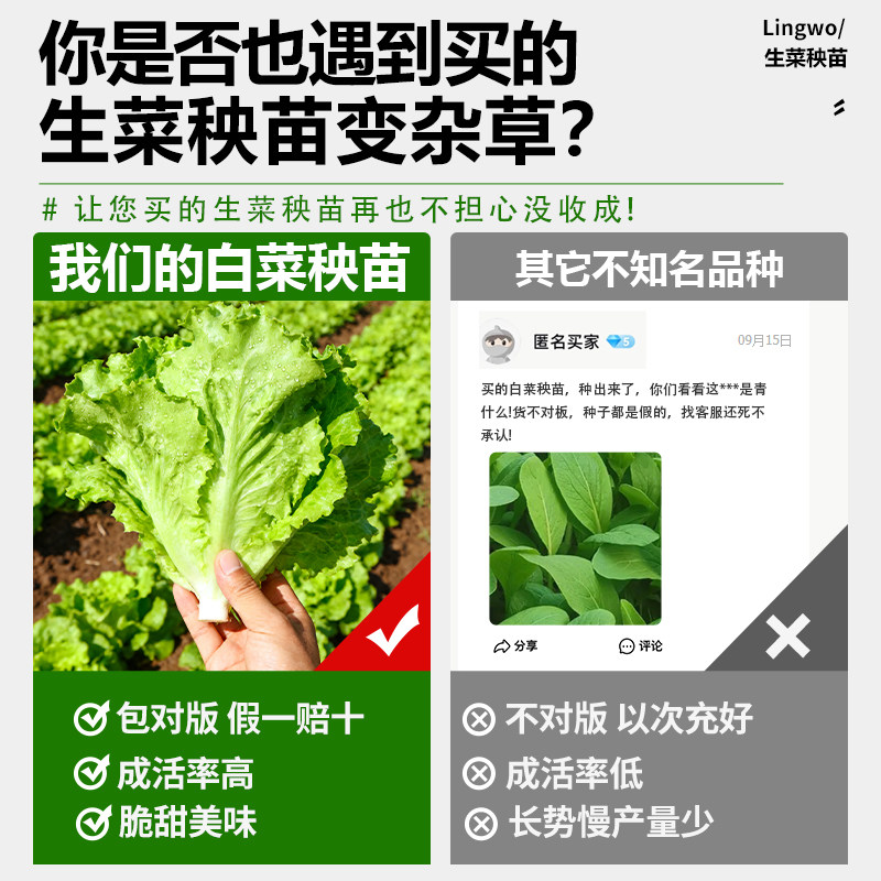 生菜苗带土秋冬耐寒秧苗紫叶奶油蔬菜苗家用阳台盆栽四季可种,淘宝优惠券,粉丝福利购,淘宝优惠卷