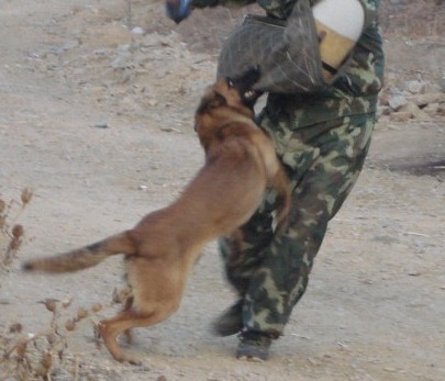 马犬幼犬活体幼犬马犬军犬警犬比利时爆黑红马犬护卫犬德国牧羊犬-图0