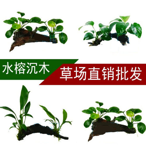 懒人水草沉木水榕单头水族箱装饰活体草缸生态鱼缸造景套餐真水草 - 图0