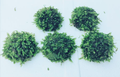 懒人水草沉木水榕单头水族箱装饰活体草缸生态鱼缸造景套餐真水草 - 图2