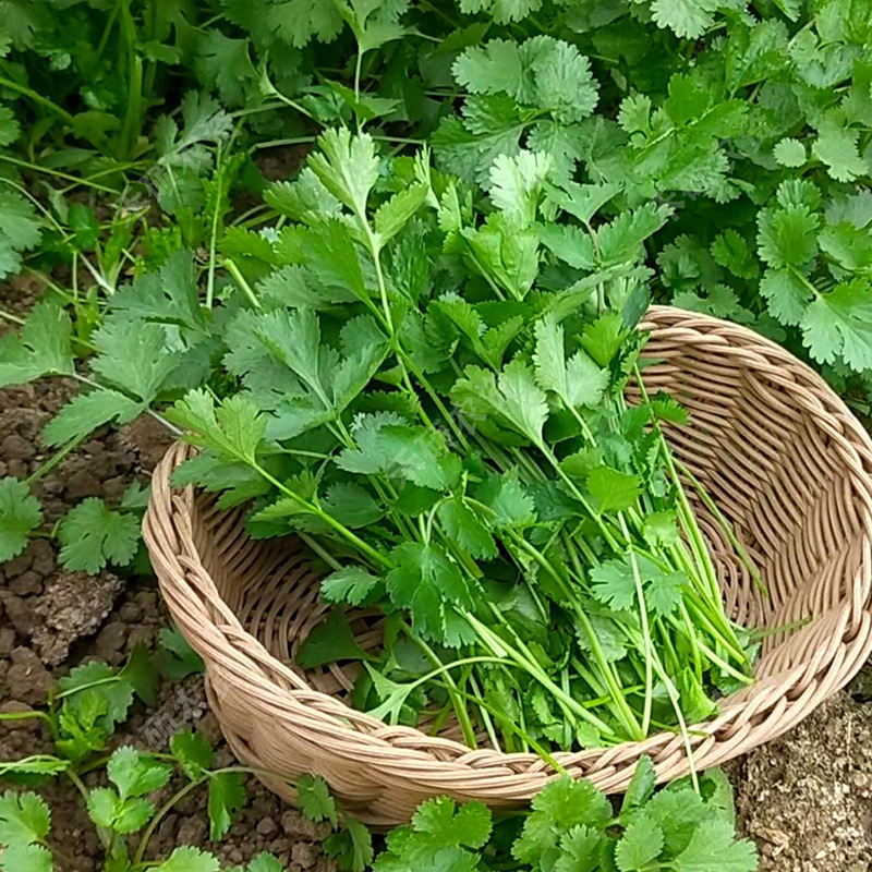 四季速生香菜种子农家香莱盆栽大叶芫荽种孑食用菜种蔬菜种籽大全-图1