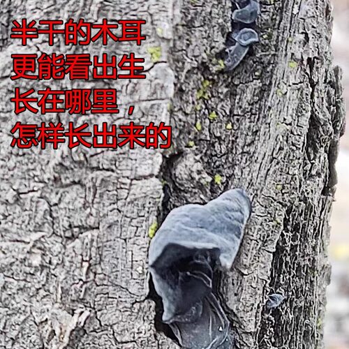 野山生黑木耳东北黑龙江特产散装100g椴木干货级秋山木耳天然晒干 - 图0