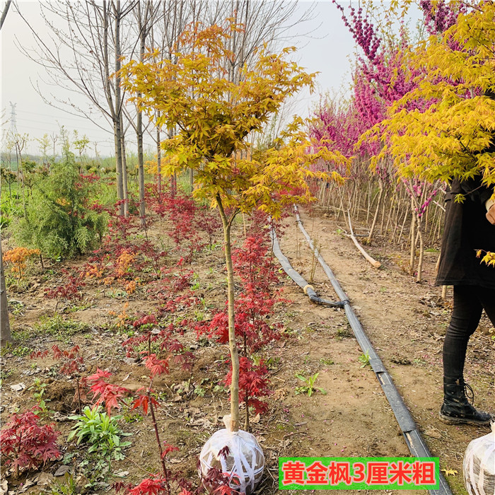 黄金枫树红枫树苗红舞姬红枫树苗阳台盆栽庭院地栽大盆栽彩叶枫树 - 图1