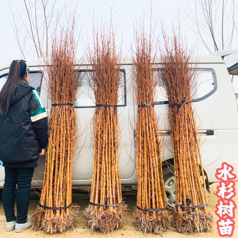 水杉小苗落羽杉树苗庭院道路农田护坡占地水边大型四季常青杉树苗 - 图2