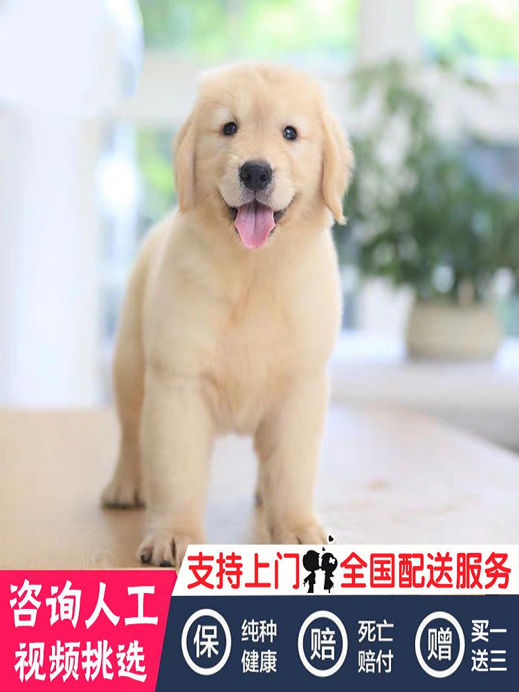 沈阳金毛幼犬双血统赛级金毛犬大骨架导盲犬家养金毛宠物狗活幼体-图0