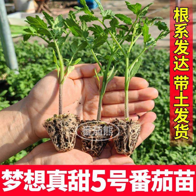 寿光梦想真甜5号番茄苗秧皮薄超甜千禧圣女果樱桃玲珑种子带土球,淘宝优惠券,粉丝福利购,淘宝优惠卷