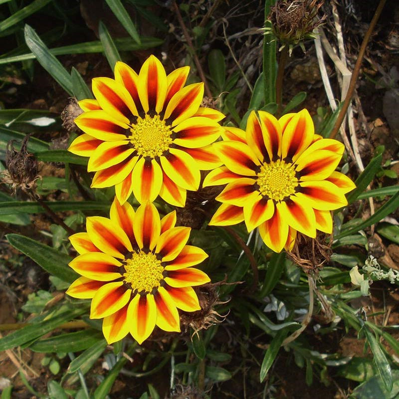 勋章菊种子混色勋章花籽盆栽花海多年生观花种子宿根矮小花卉耐寒 - 图3