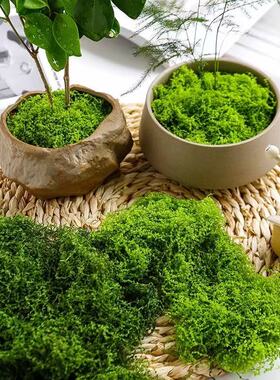 仿真苔藓草皮造景绿植微景观盆景