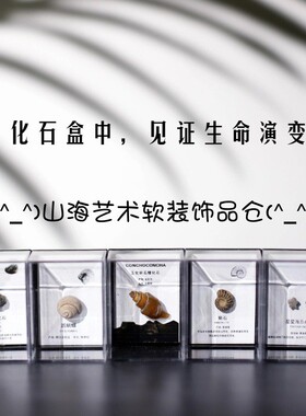 天然古生物化石三叶虫菊石牙齿腕足动物化石科普收藏教学礼物原石
