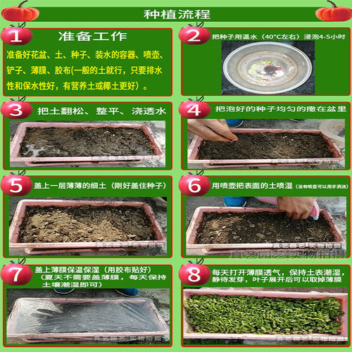 黑又长1000粒茄子蔬菜种子孑籽黑又长高产别名矮瓜吊菜子落苏紫茄 - 图1