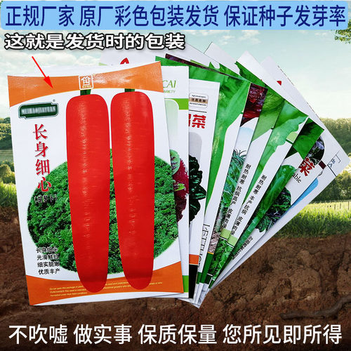 黑又长1000粒茄子蔬菜种子孑籽黑又长高产别名矮瓜吊菜子落苏紫茄 - 图2