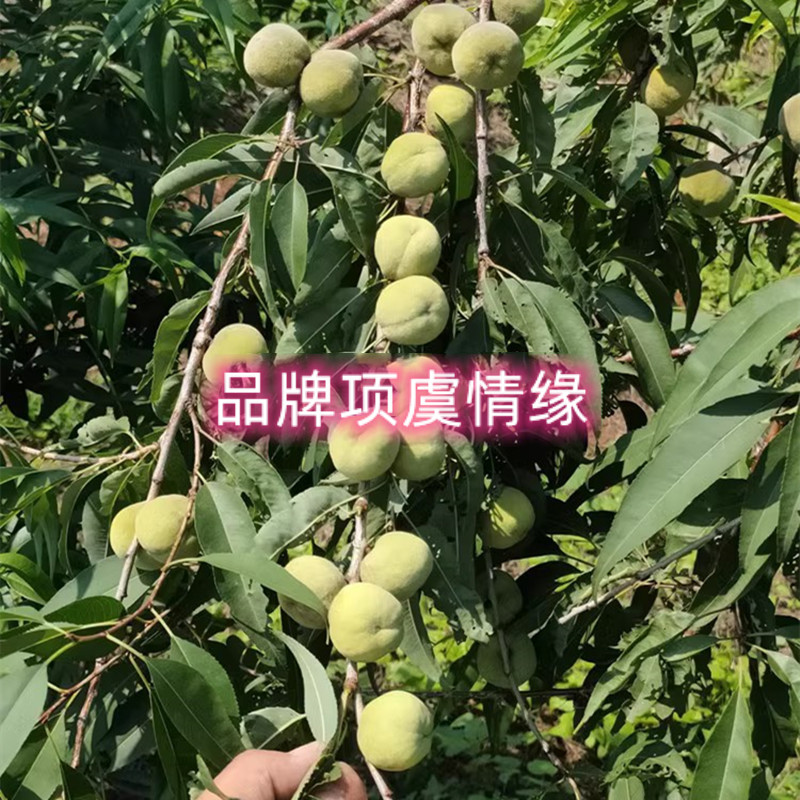 佛首桃苗树核桃苗秦岭佛珠蚂蚁纹脑纹山桃胡文玩桃核树苗当年结果 - 图2