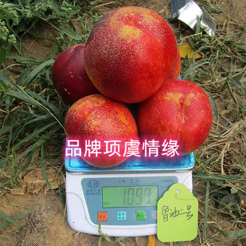 桃树果苗嫁接6月熟黄肉油桃苗鲁油2号油桃树苗特大早熟脆甜桃子苗 - 图0