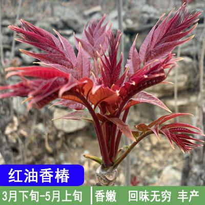 正宗红油香椿树苗新鲜香椿芽南方北方种植地栽盆栽可食用香椿苗树 - 图2