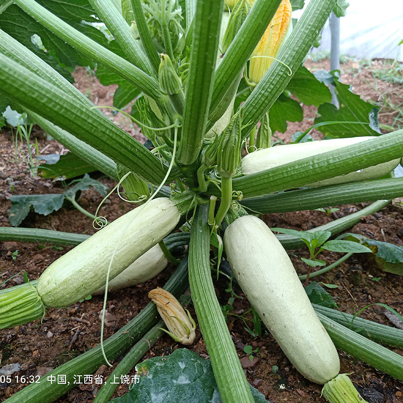 非转基因可留种西葫芦熊瓜白瓜番瓜美洲菜瓜荨瓜熏瓜技术服务费 - 图1