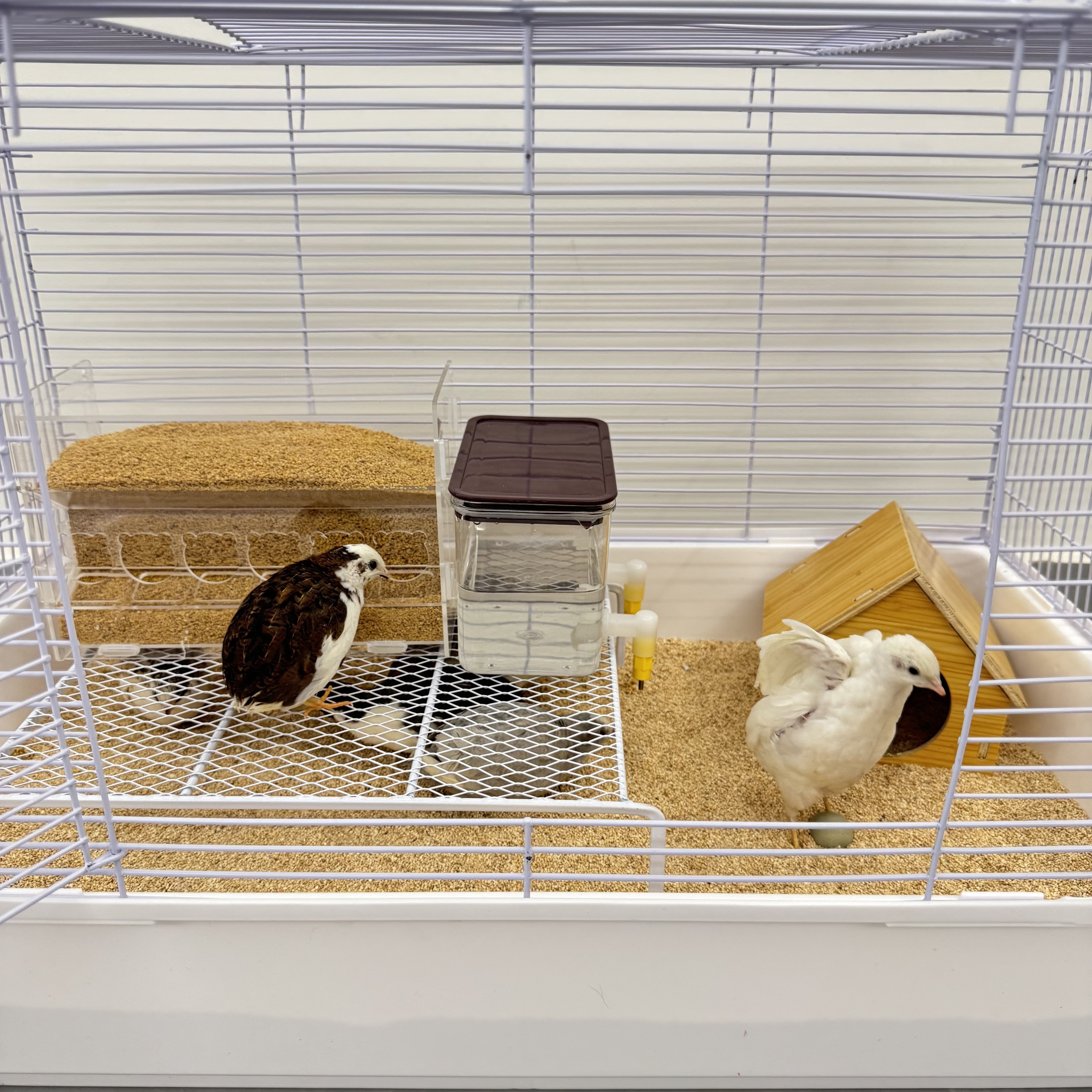 昂三只芦丁鸡40-60天青年鸡套餐笼子食物器全色系宠物活鸡宠物鸡,淘宝优惠券,粉丝福利购,淘宝优惠卷