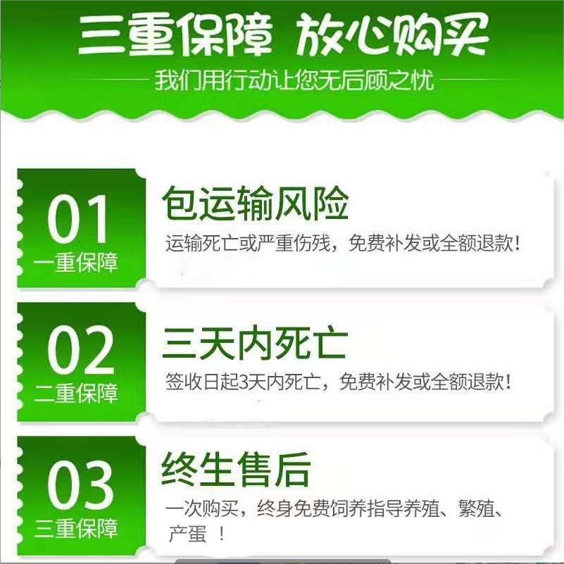 昂三只芦丁鸡40-60天青年鸡套餐笼子食物器全色系宠物活鸡宠物鸡,淘宝优惠券,粉丝福利购,淘宝优惠卷