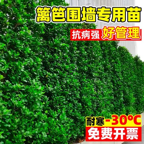 围墙篱笆植物直立大叶北海道黄杨苗冬青树苗四季常青耐寒庭院绿篱 - 图2