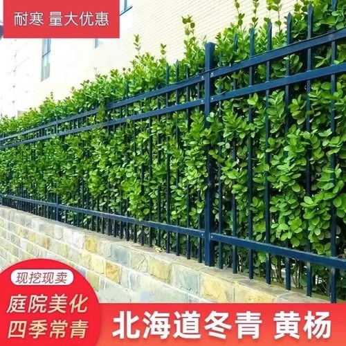 围墙篱笆植物直立大叶北海道黄杨苗冬青树苗四季常青耐寒庭院绿篱 - 图0