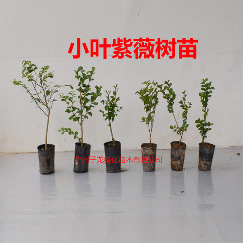 小叶紫薇树苗别墅庭院绿化风景树耐寒红花紫薇花树盆栽四季种植物 - 图3