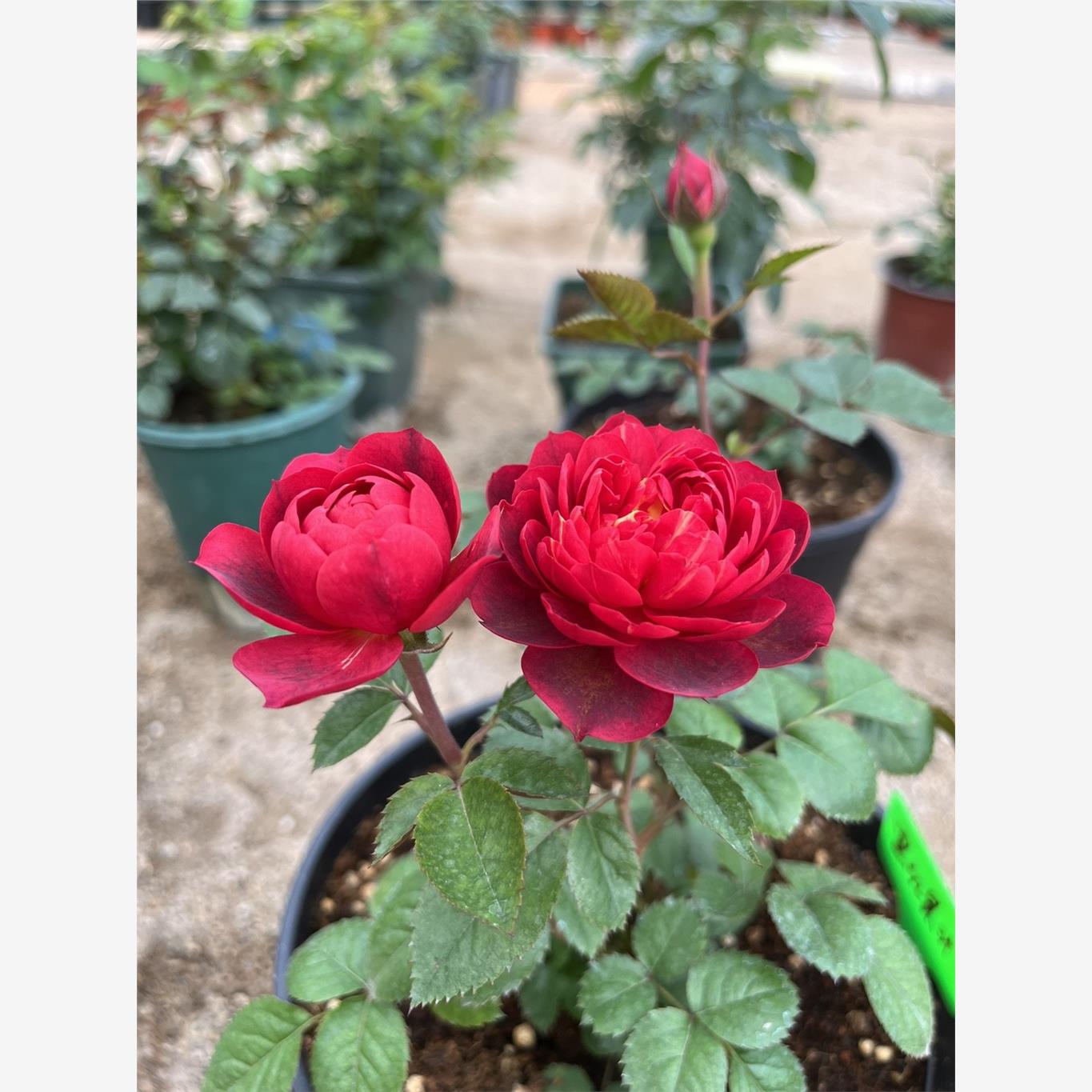 黑红果汁/樱桃果汁 月季 小苗 灌木淡香 勤花丰花多季 果汁芽变 - 图0