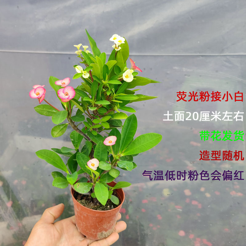 一棵多色虎刺梅嫁接五色带花四季铁海棠盆栽阳台楼顶耐晒好养花卉