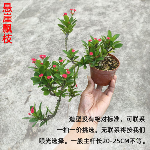 大老桩小叶小花虎刺梅盆栽悬崖盆景苗铁海棠耐晒耐热花卉阳台庭院 - 图2