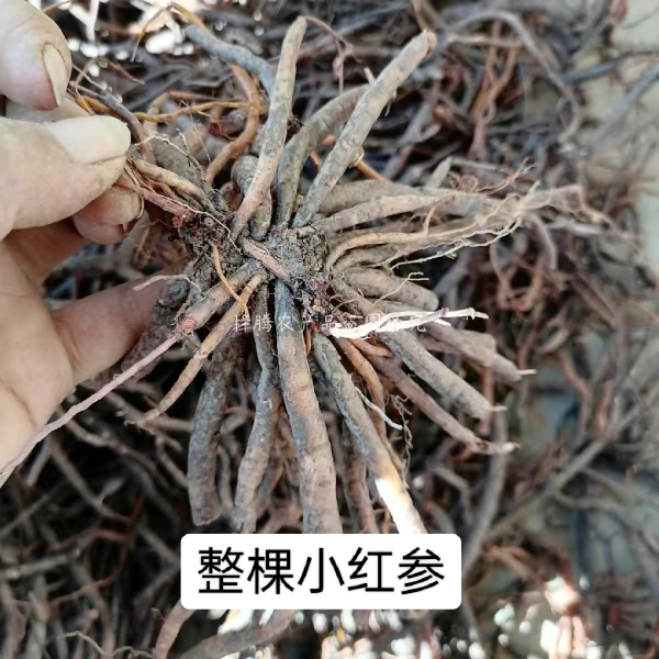 云南原生态小红参药材紫参小红药生态干货水洗多规格下单包邮-图3