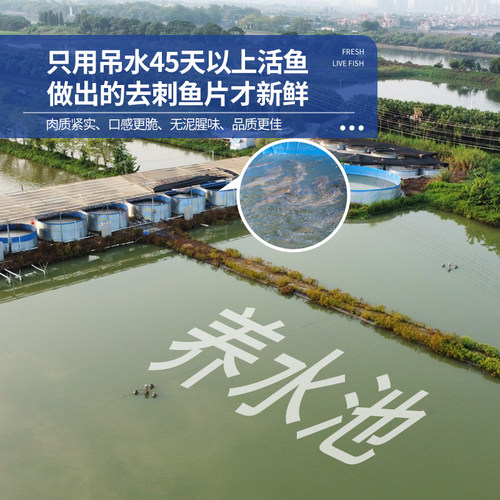 脆肉鲩鱼活鱼分切脆鱼上浆鱼片中山脆皖鱼正宗吊水脆肉鲩不脆包退 - 图2