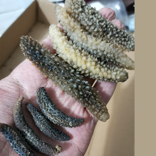 黑刺参海参6-8年纯野生淡干海参干货深海低播小刺参非大连辽参礼 - 图0