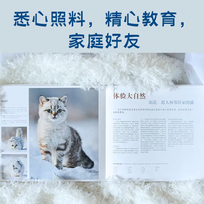 猫猫的幸福生活 - 图2