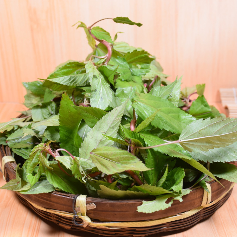 已经过季潮汕新鲜采摘麻叶菜帝王菜农家野菜红麻杂咸送粥下饭菜_虎窝淘