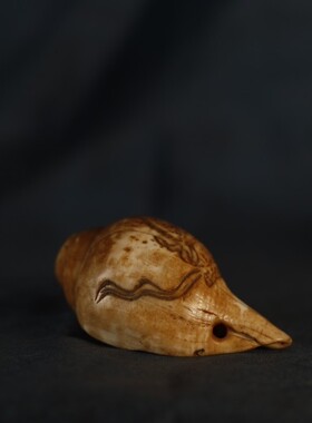 印度海螺小号佛用品品海螺八供供佛修心法器多型号可选包邮