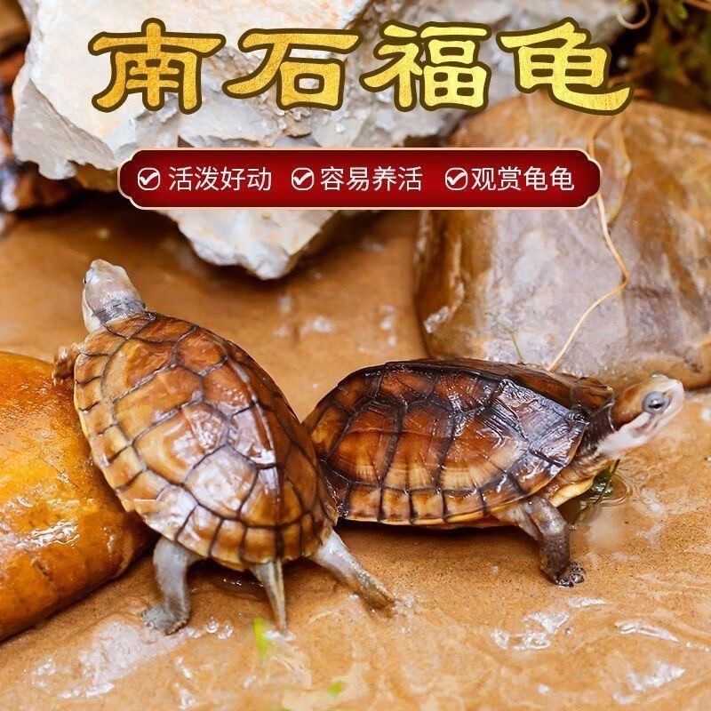 纯种石金钱龟南石龟招财龟乌龟活体宠物龟小青龟黄金龟外塘龟,淘宝优惠券,粉丝福利购,淘宝优惠卷