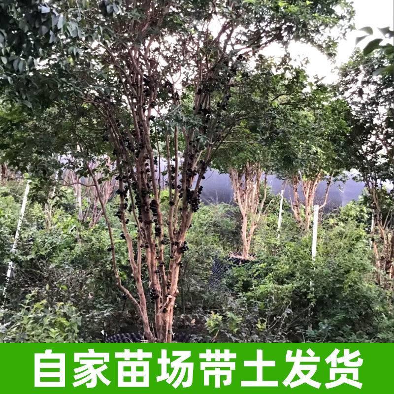 zew嘉宝树苗树萄苗正宗四季带南北方种植土带叶带果大树果艾斯葡 - 图1