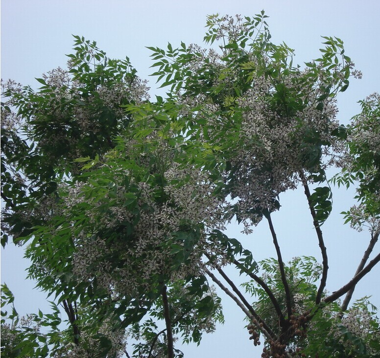 庭院工程绿化苦楝苗苦楝枣子树苗楝树小苗森树苗紫花树金铃子树木 - 图0