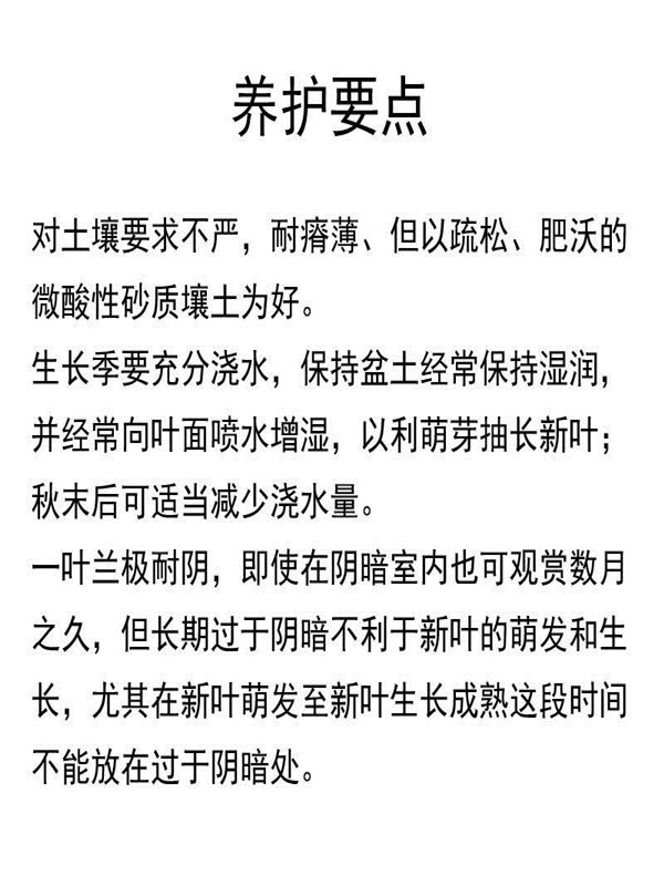 一叶兰盆栽大叶万年青客厅室内阳台观叶植物花卉四季常青耐寒绿植 - 图2