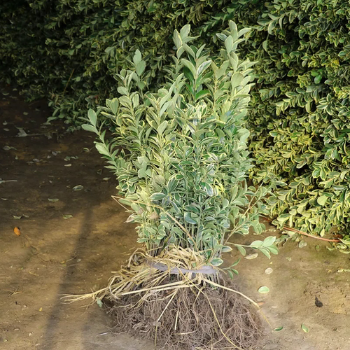 金边黄杨苗金边冬青苗黄杨树苗冬青苗耐寒庭院行道绿化篱笆活苗 - 图2