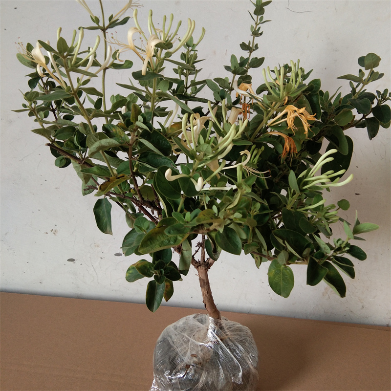 金银花苗室内浓香花卉盆栽爬藤庭院种植北花一号金银花树苗食药用 - 图1