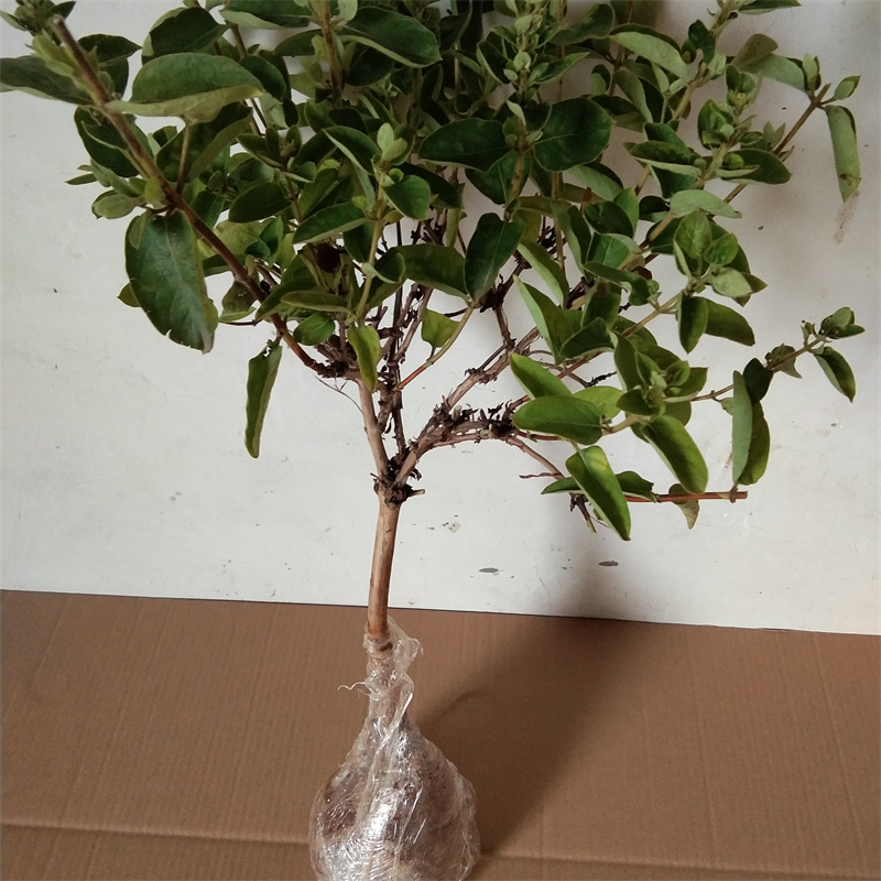 金银花苗室内浓香花卉盆栽爬藤庭院种植北花一号金银花树苗食药用 - 图2