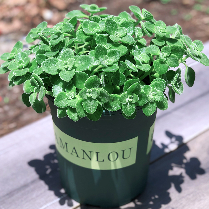 碰碰香盆栽室内提神醒脑植物客厅驱蚊一抹香清香花卉净化空气绿植