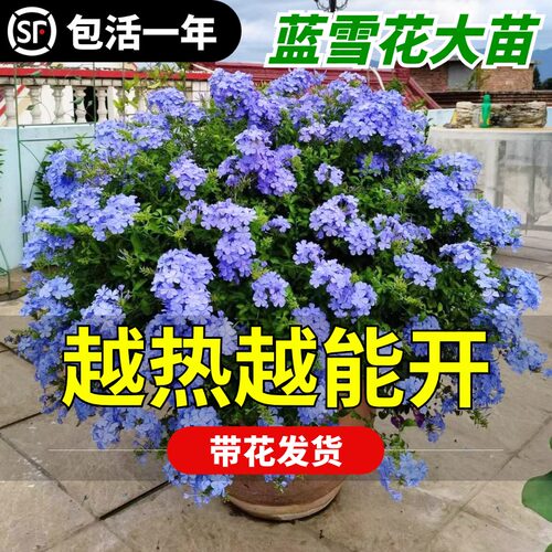 蓝雪花苗盆栽带花棒棒糖耐热好养四季花卉庭院爬藤攀援藤本白雪花 - 图2