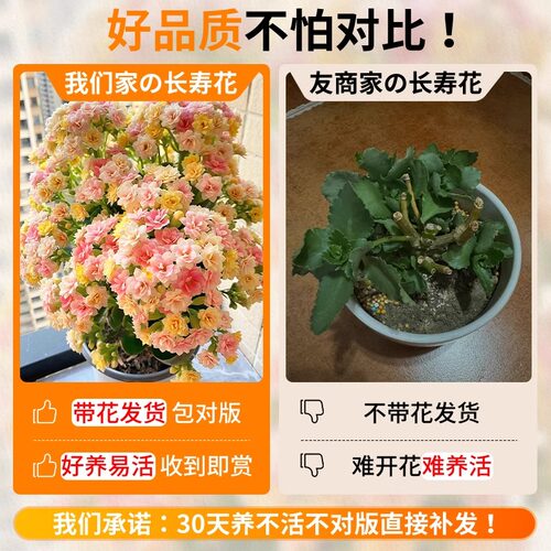 变色龙复瓣长寿花盆栽重瓣特大花苗好养易活室内花卉植物四季花 - 图1