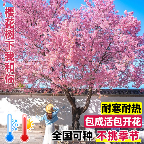 特大日本樱花树苗庭院绿化工程风景树花卉植物南北方室外耐寒种植 - 图1