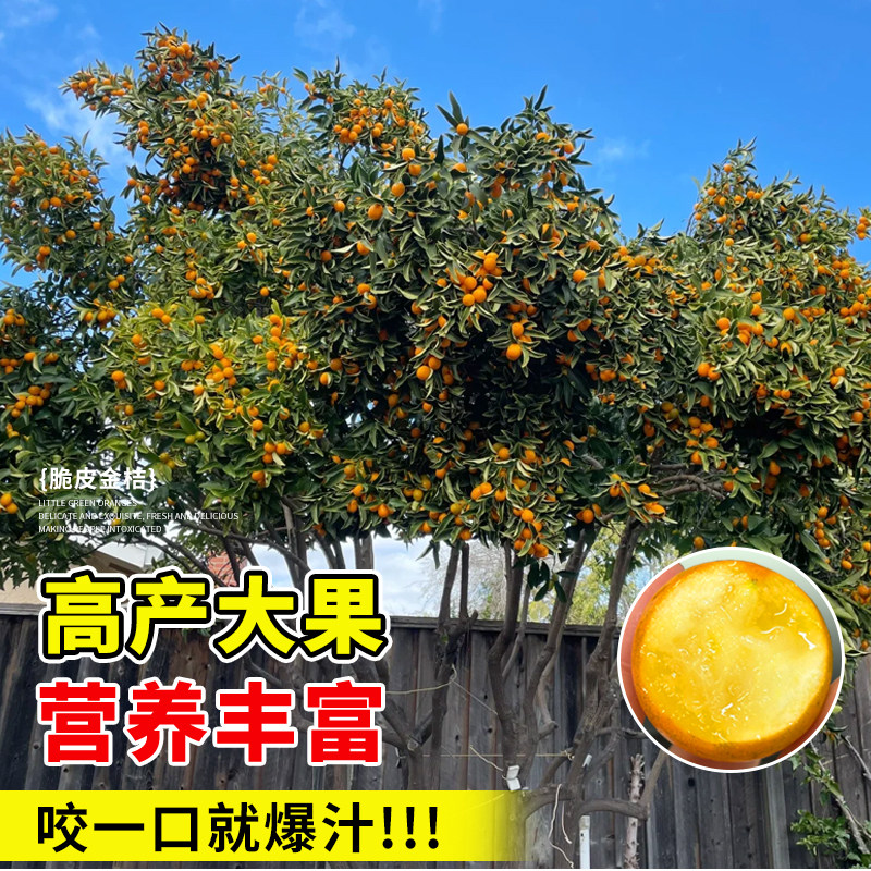正宗脆皮金桔树盆栽树苗带果可食用客厅四季金桔大树室外庭院果树,淘宝优惠券,粉丝福利购,淘宝优惠卷