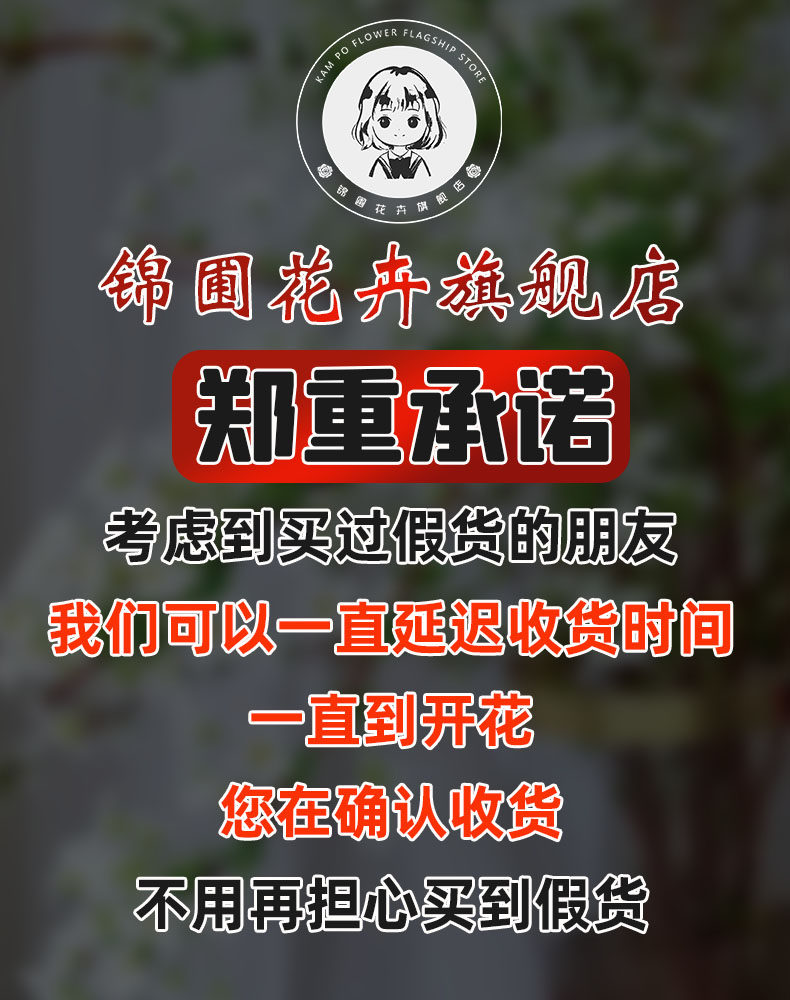 果汁阳台月季盆栽花苗特大花苗四季花卉玫瑰带花苞阳台植物红果汁,淘宝优惠券,粉丝福利购,淘宝优惠卷