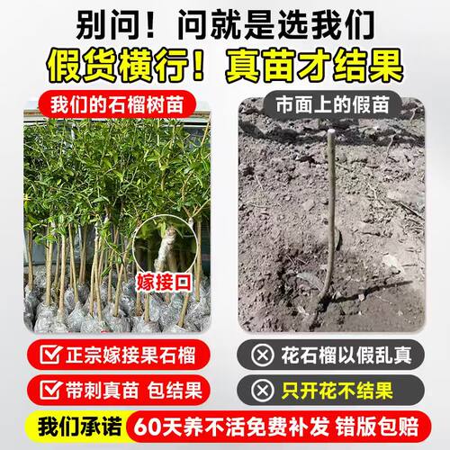 石榴树树苗庭院果树老桩突尼斯软籽无籽蒙阳红石榴盆栽特大带土球 - 图0